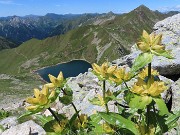 45 Bello il giallo della Gentiana punctata, come il blu scuro del Lago Moro